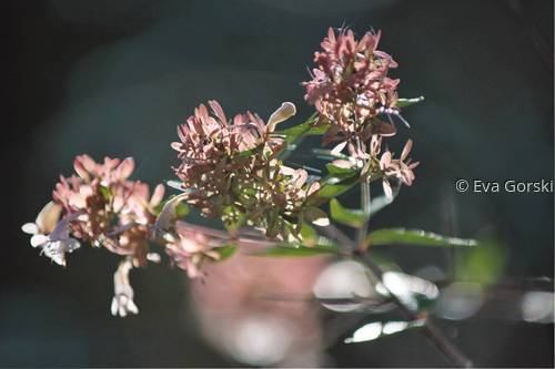 Photography-Nature-Sun plays in the garden