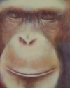 Painting--Oil-Wildlifechimp IV
