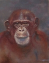 Painting--Oil-Wildlifered chimp
