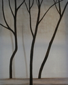 Velvet Forest I