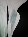 Callas
