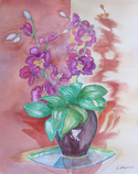 The%20Orchid (thumbnail)