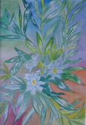 White%20Phlox%2C%202011. (thumbnail)