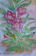 Red%20Phlox%2C%202011. (thumbnail)