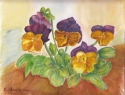 Garden%20Violet (thumbnail)