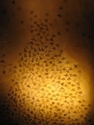 The Bees are Dying