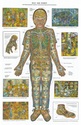Robocosm Body Diagram