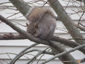 squirrel #1