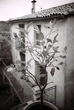 Lemon%20Tree%2C%20Brissac%2C%20France%2C%202007 (thumbnail)