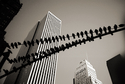 Birds%2C%20Manhattan (thumbnail)