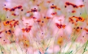 Field Daises