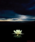 Lily On The Lake           
