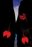 Falling Orchids