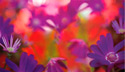 Blue Daisies