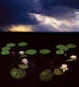 Floyd Limbos - Clouds and Lilly Pads