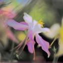 Columbine