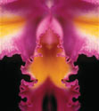 Orchid