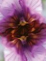 Pansy