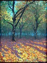 Fall Scene Fall%20Scene (thumbnail)