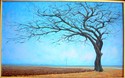 The Great Sentinel Elm in Winter The%20Great%20Sentinel%20Elm%20in%20Winter (thumbnail)
