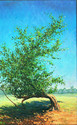 Torture Survivor Tree after the storm Torture%20Survivor%20Tree%20after%20the%20storm (thumbnail)