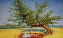 Rock Hard Maple Survivor after the rain Rock%20Hard%20Maple%20Survivor%20after%20the%20rain (thumbnail)