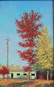 Red Oak on Eastwood st. Red%20Oak%20on%20Eastwood%20st. (thumbnail)