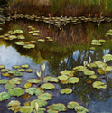 Kabi Ponds #4