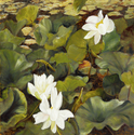 Kabi Ponds #5
