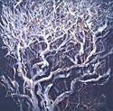 Wishing%20Tree (thumbnail)