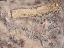 Remains (thumbnail)