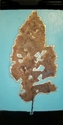 Goldleaf (thumbnail)