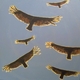 Painting--Acrylic-Animalsangels of death disengaging from the sun, spiraling down around me, seeking the truth