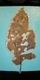 Painting--Acrylic-BotanicalGoldleaf
