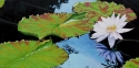 Water Lilies with Lotus
