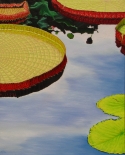 Victoria Water Lilies