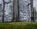 Pierce's Woods