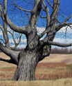 Sugar Maple