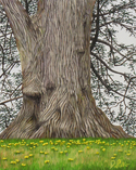 Tree with Spring Ephemerals