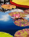 Water Lilies