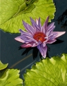 Water Lilies