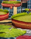 water lilies