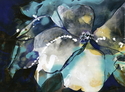 Dark Flower