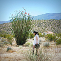 Desert Lily