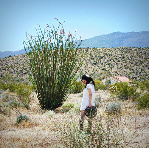 Photography-Color-Desert Lily