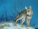 Coyote (thumbnail)