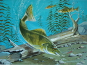 Small%20Mouth%20Bass (thumbnail)