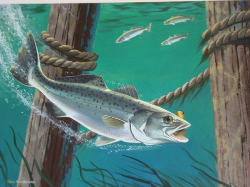 Sea%20Trout%20 (large view)