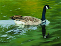 Canadian Goose