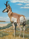 Pronghorn Antelope
